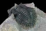 Metacanthina Trilobite - Lghaft, Morocco #163893-3